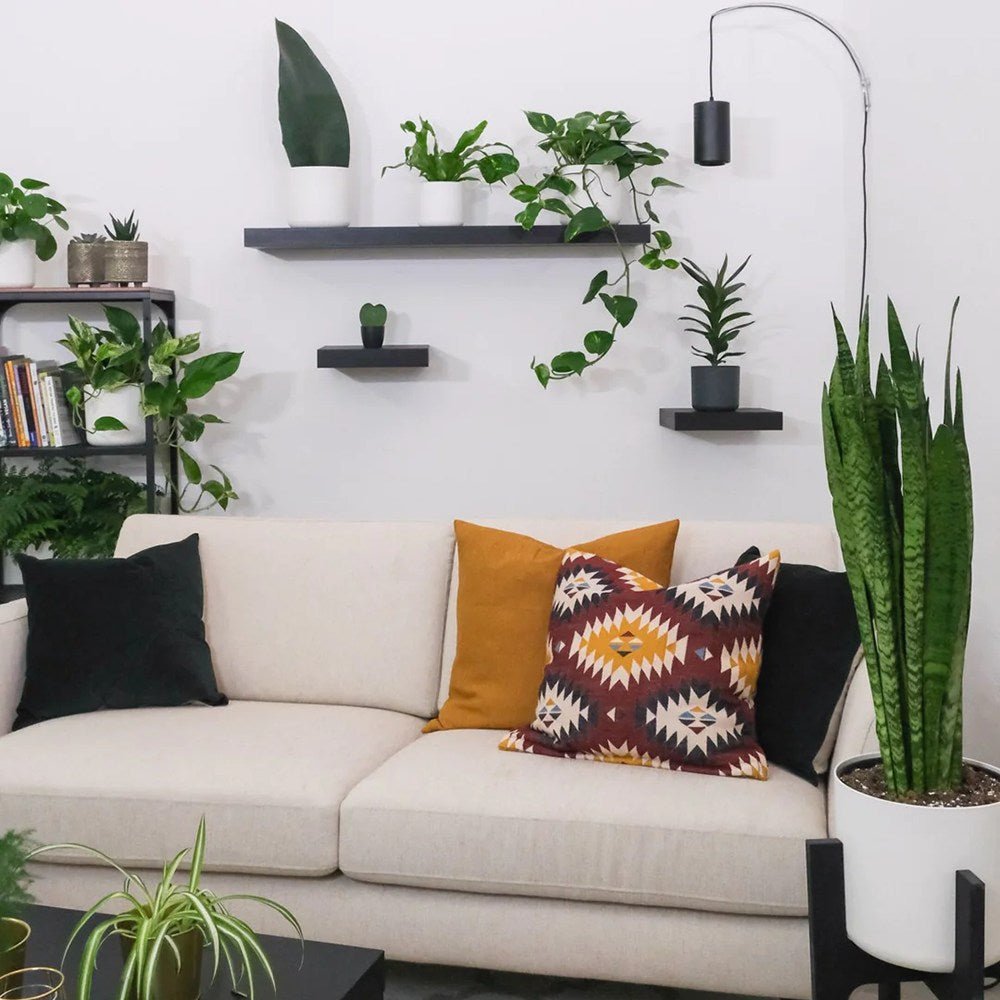 Sansevieria (Limba Soacrei) Zeylanica - 110 cm