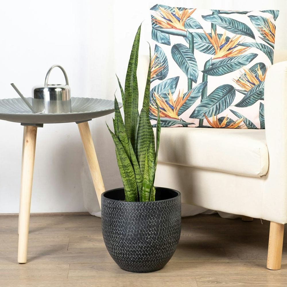 Sansevieria (Limba Soacrei) Zeylanica - 110 cm