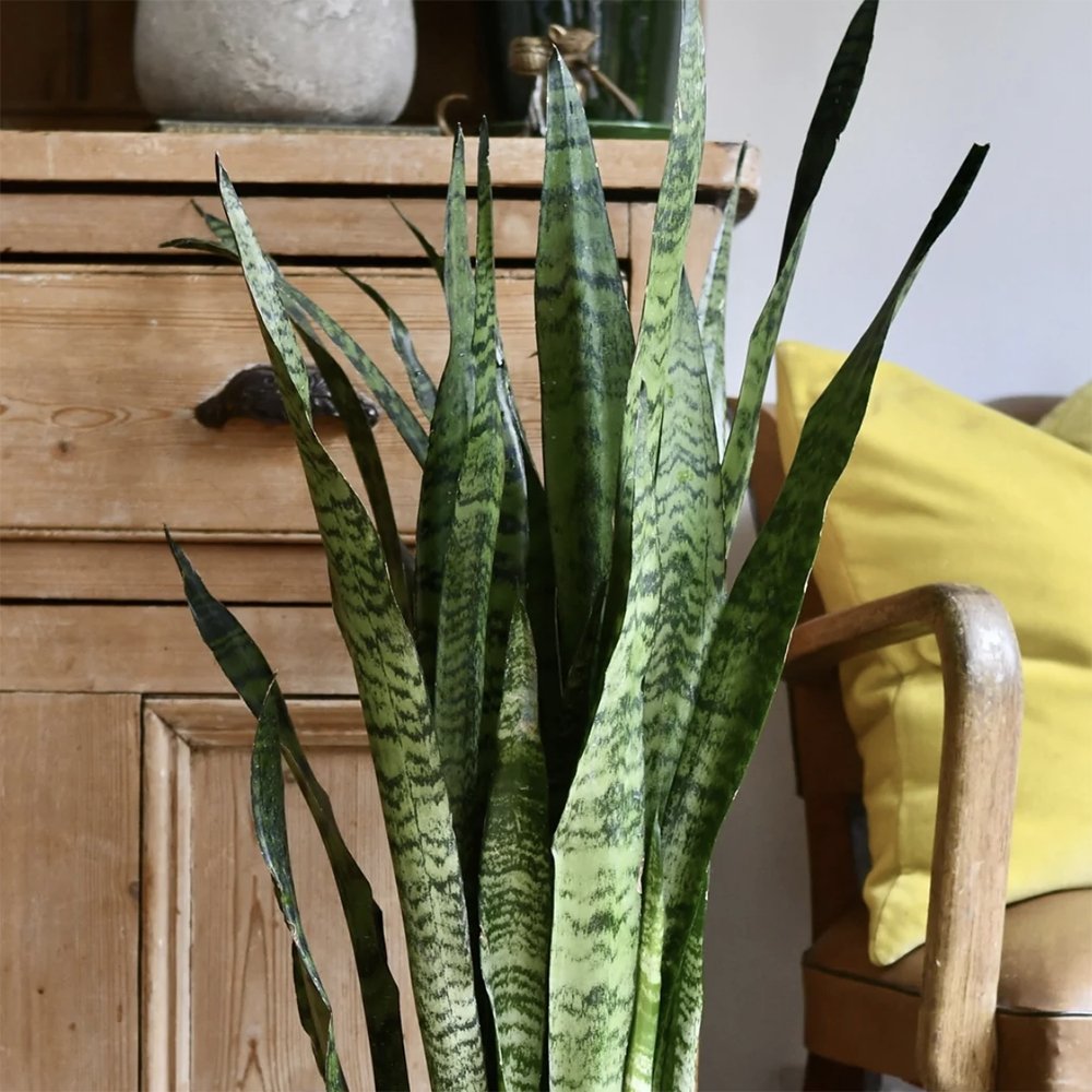 Sansevieria (Limba Soacrei) Zeylanica - 60 cm