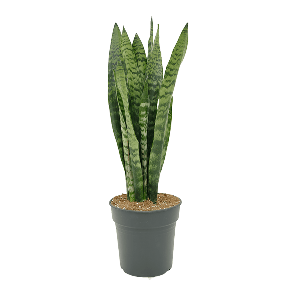 Sansevieria (Limba Soacrei) Zeylanica - 60 cm