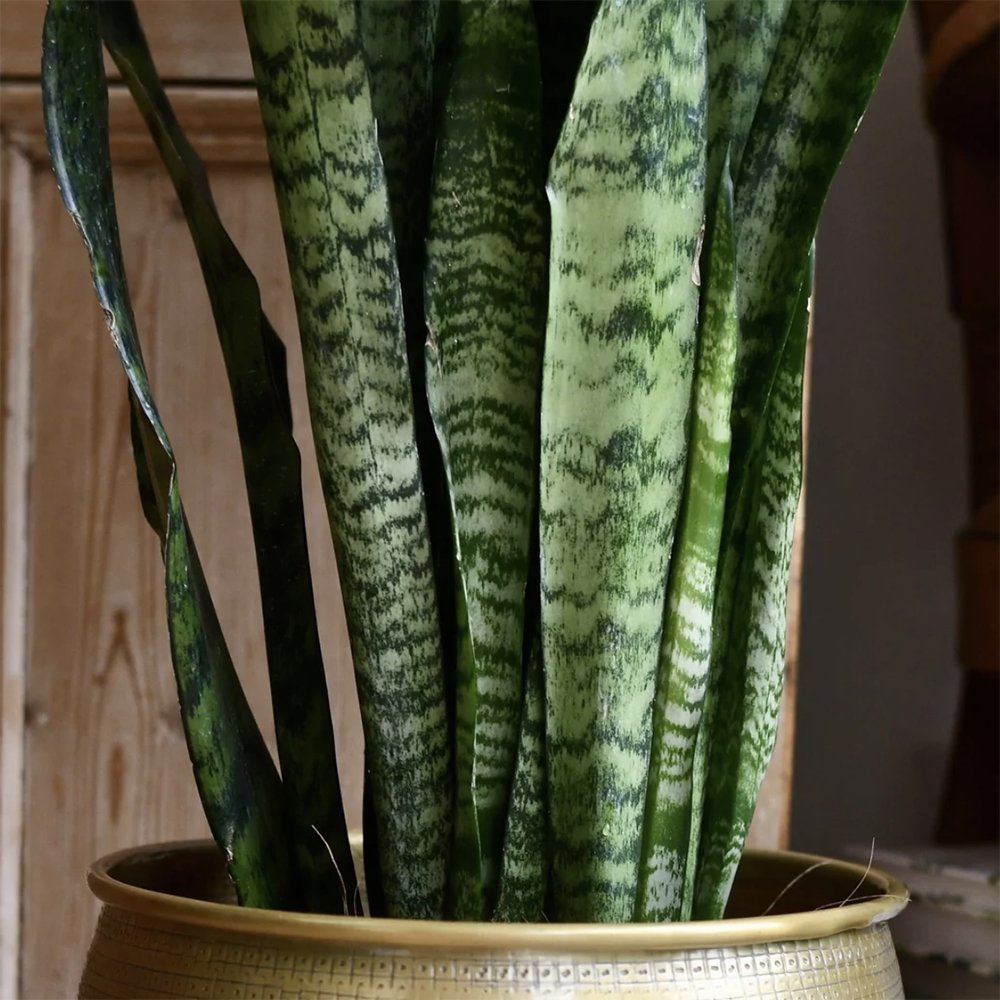 Sansevieria (Limba Soacrei) Zeylanica - 60 cm