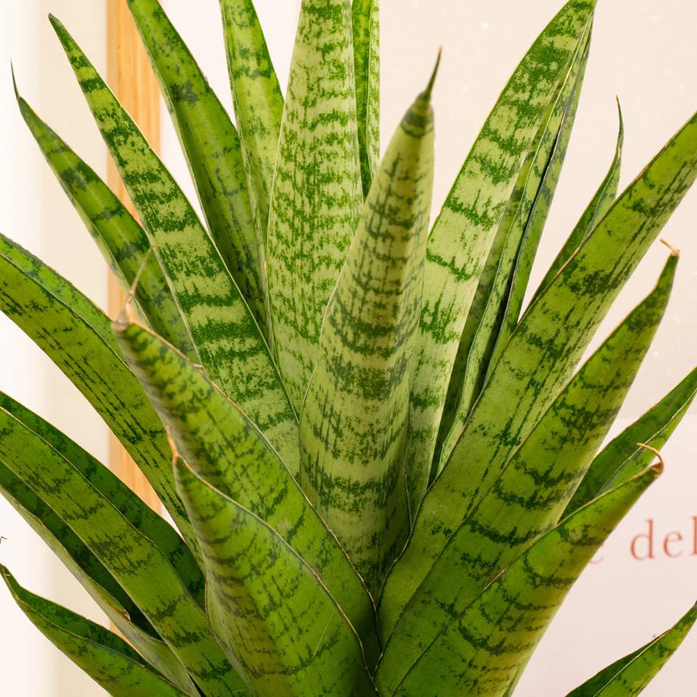 Sansevieria Tough Lady - 40 cm
