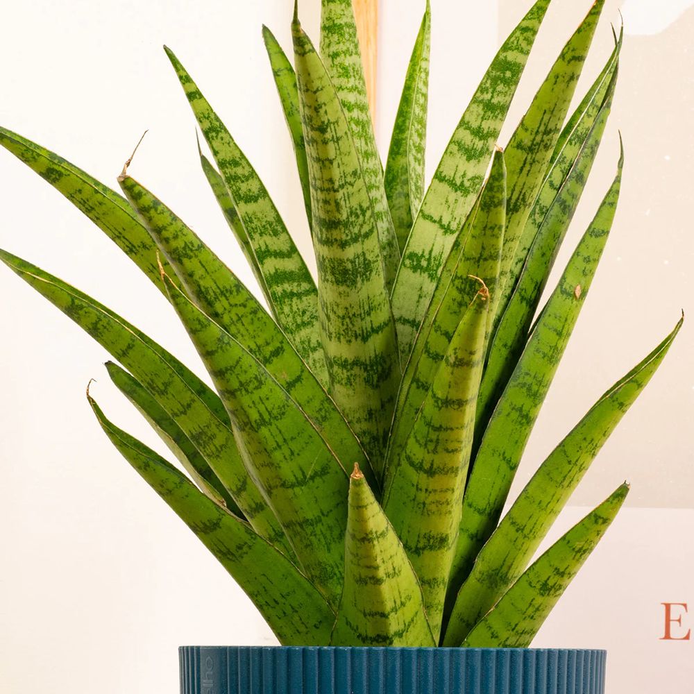 Sansevieria Tough Lady - 40 cm