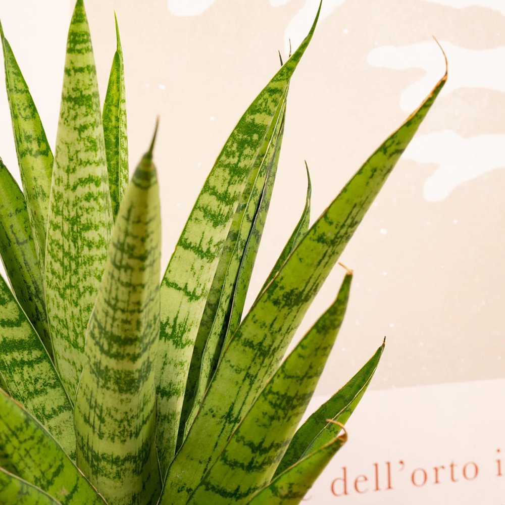 Sansevieria Tough Lady - 40 cm