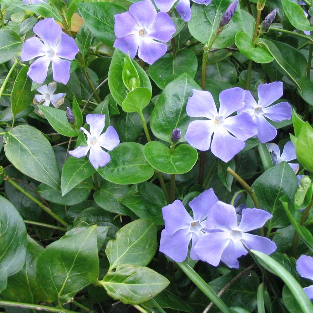 Saschiu cu frunza mare, tarator, vesnic verde cu flori albastre-mov (Vinca Major)