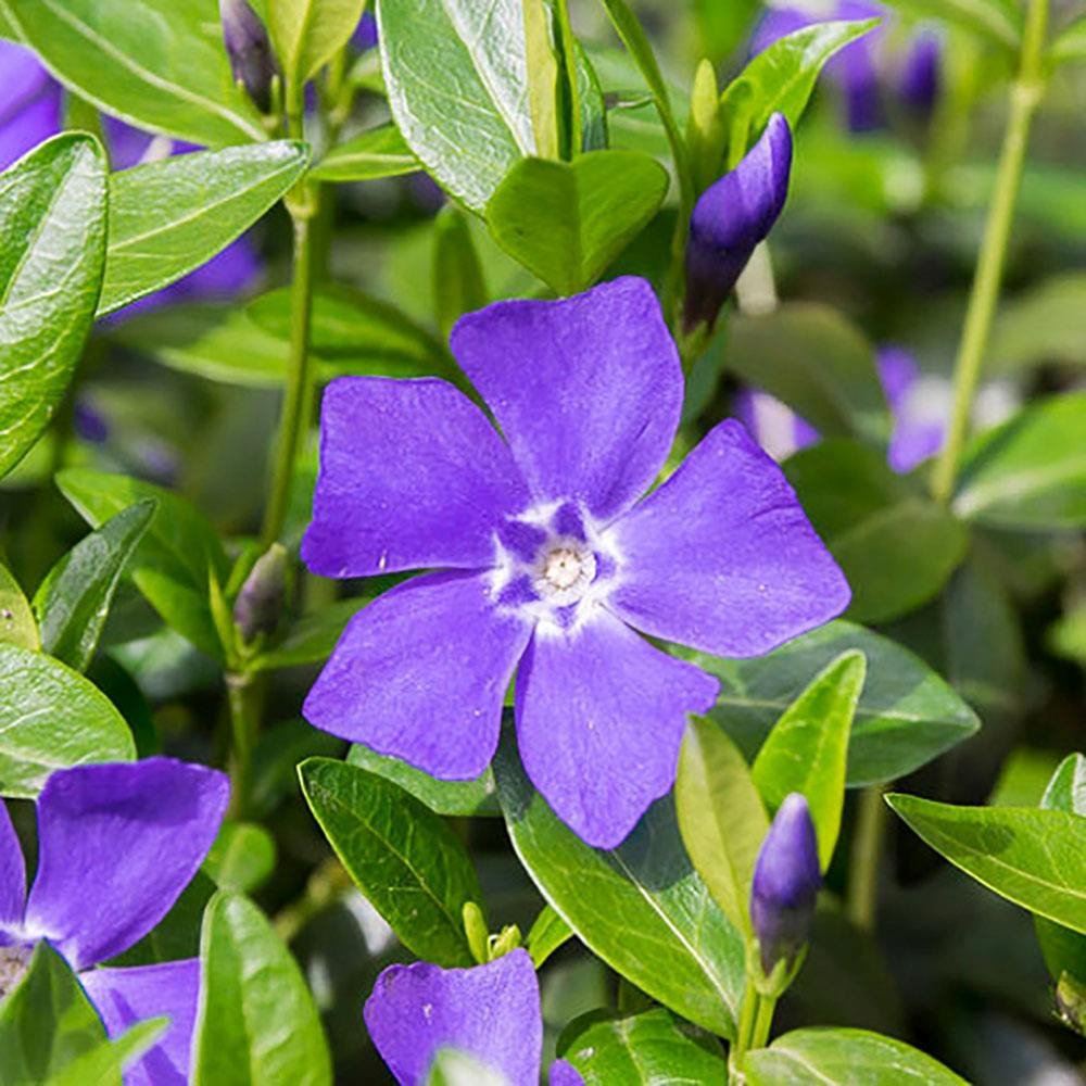 Saschiu cu frunza mare, tarator, vesnic verde cu flori albastre-mov (Vinca Major)