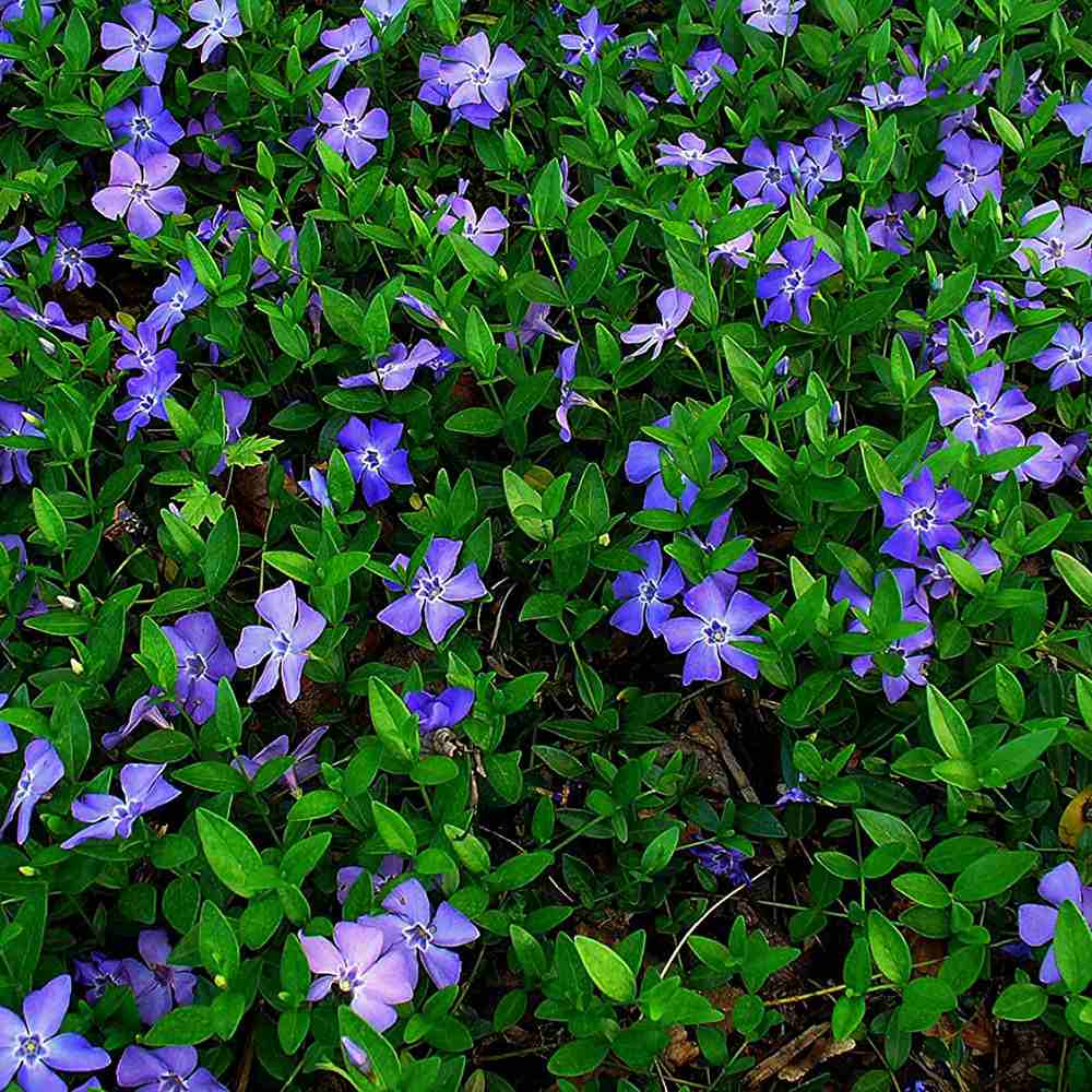 Saschiu cu frunza mare, tarator, vesnic verde cu flori albastre-mov (Vinca Major)