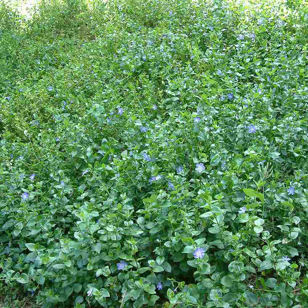 Saschiu cu frunza mare, tarator, vesnic verde cu flori albastre-mov (Vinca Major)