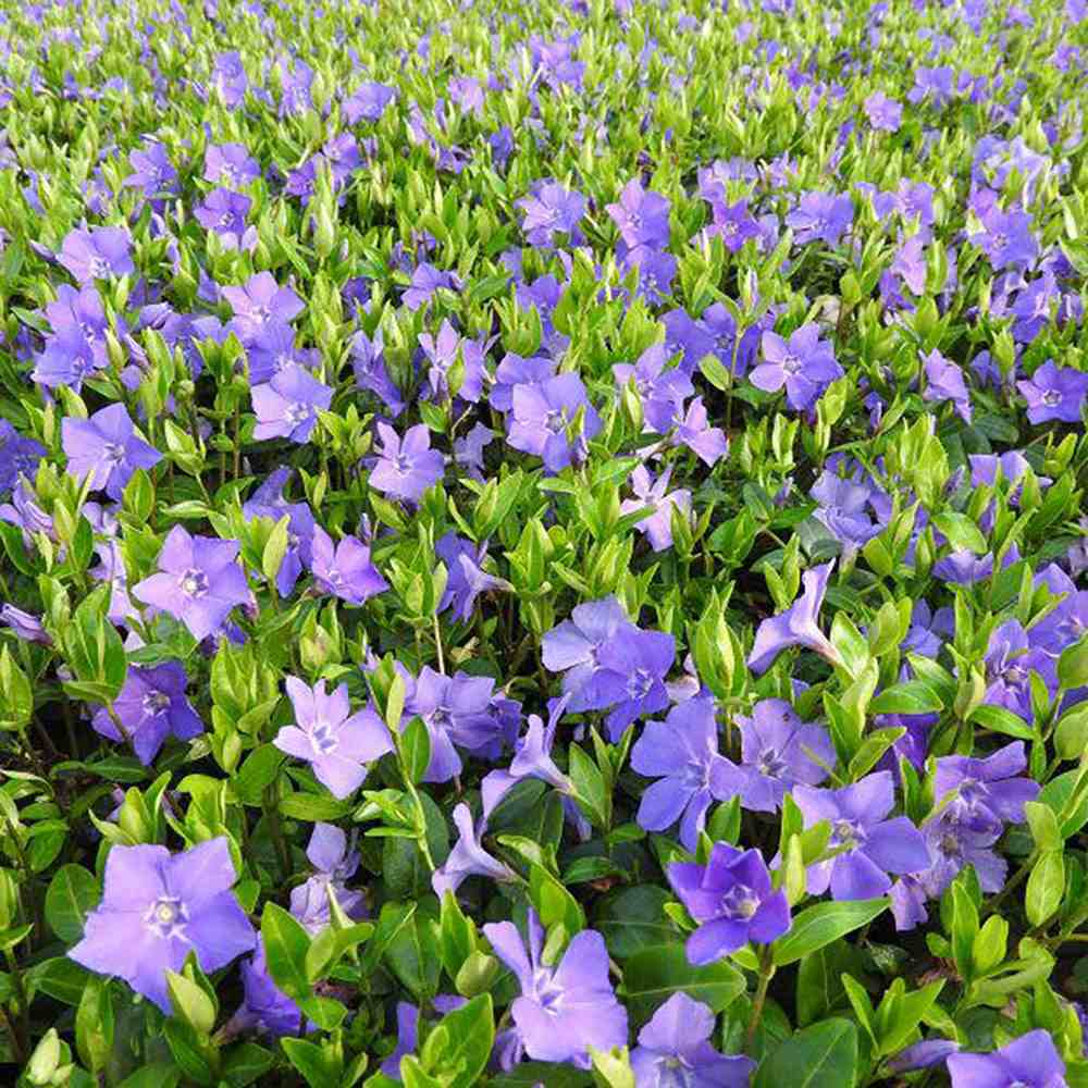 Saschiu cu frunza mare, tarator, vesnic verde cu flori albastre-mov (Vinca Major)