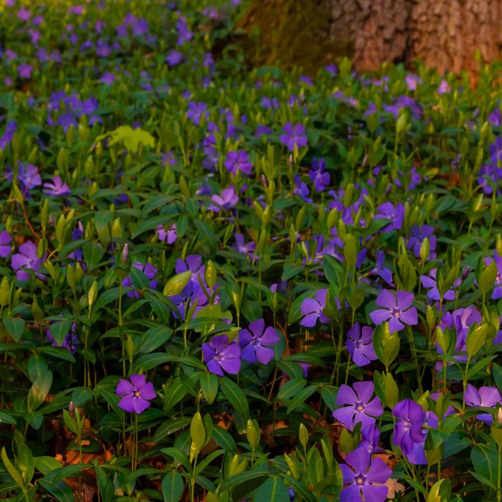 Saschiu cu frunza mica, tarator, vesnic verde cu flori albastre-mov (Vinca Minor)
