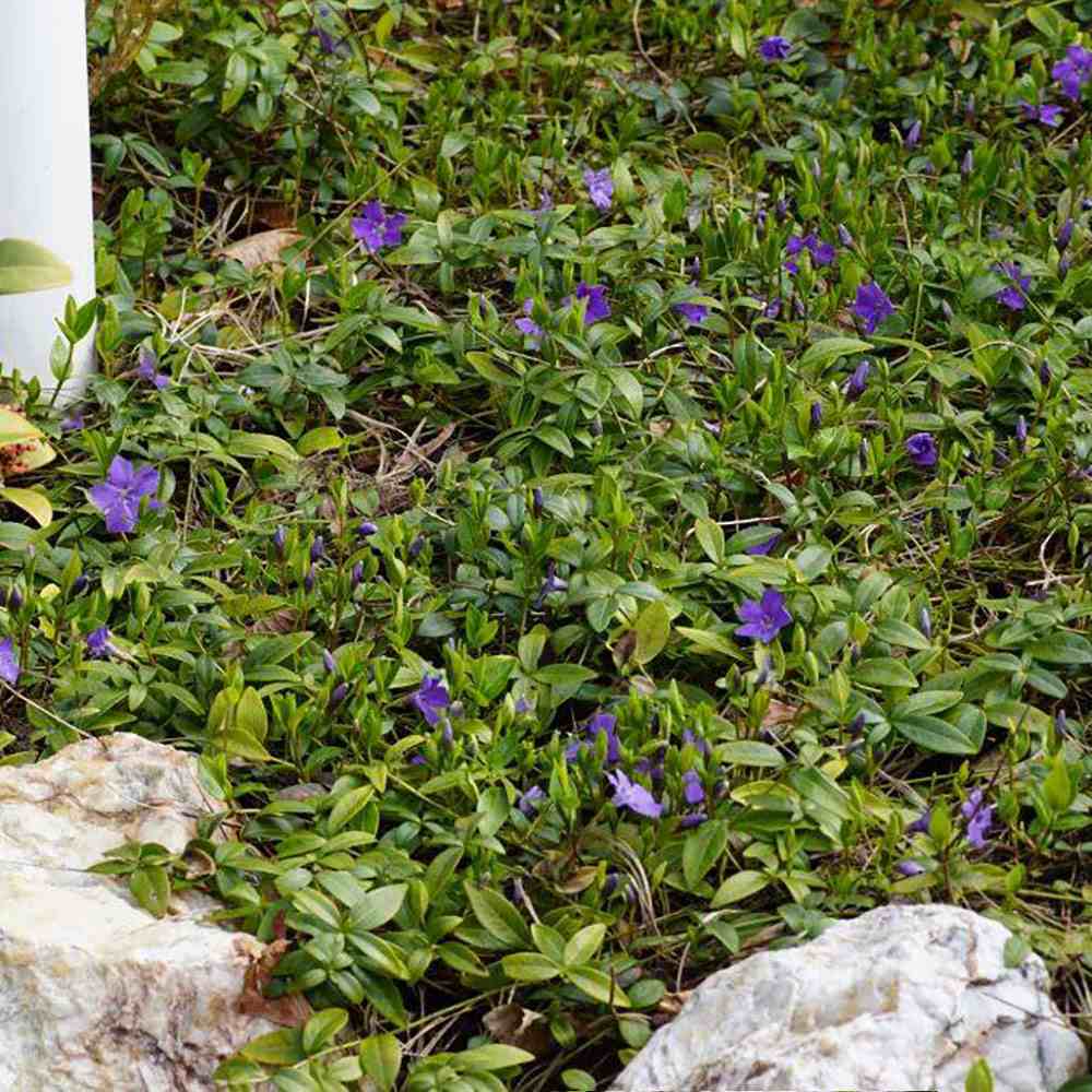 Saschiu cu frunza mica, tarator, vesnic verde cu flori albastre-mov (Vinca Minor)