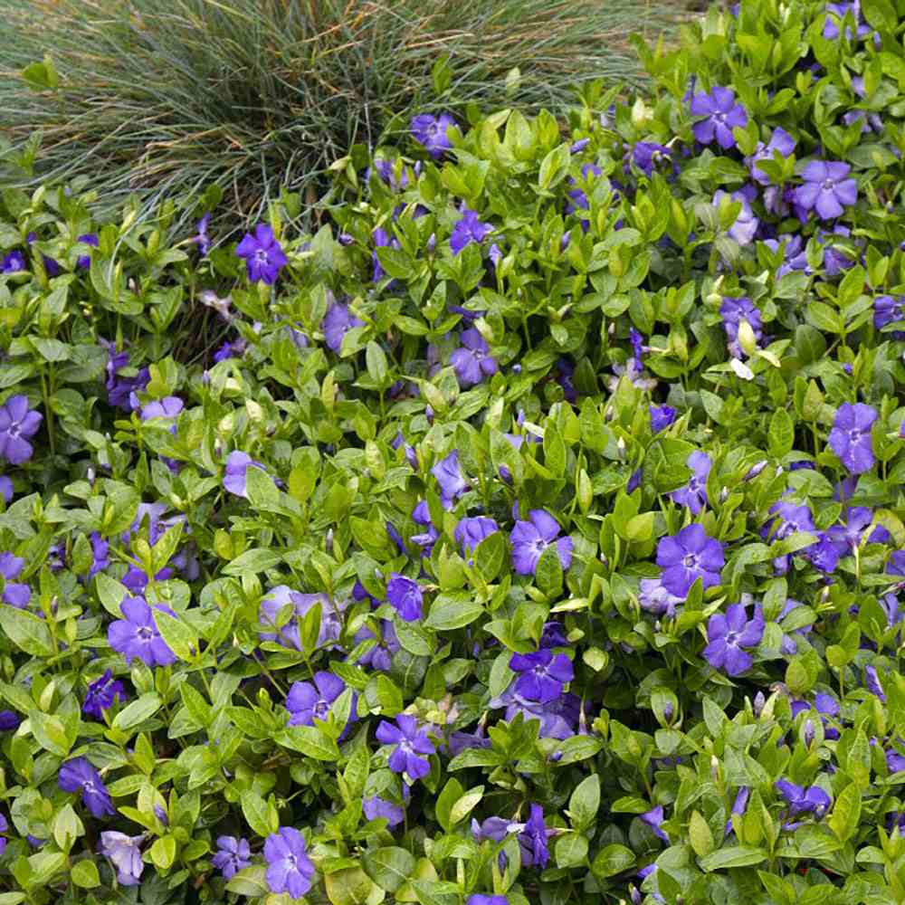 Saschiu cu frunza mica, tarator, vesnic verde cu flori albastre-mov (Vinca Minor)