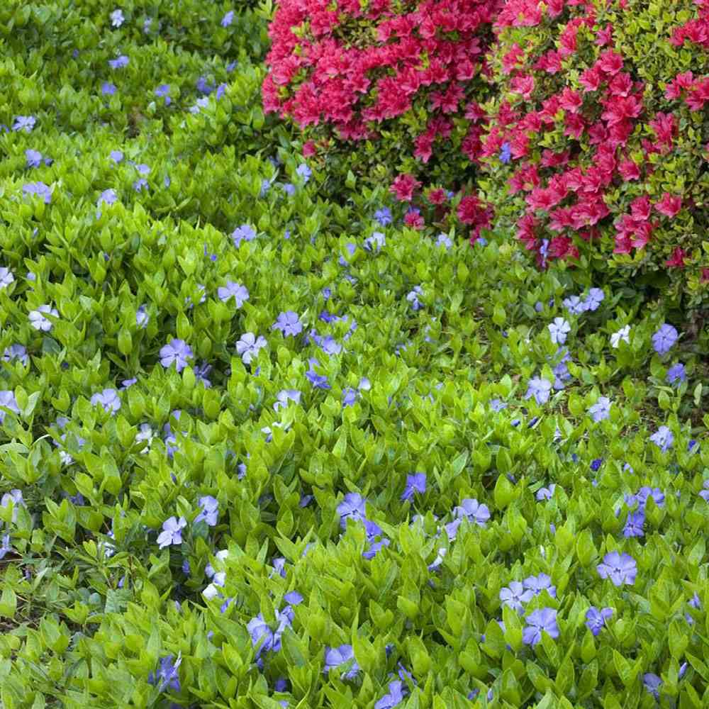 Saschiu cu frunza mica, tarator, vesnic verde cu flori albastre-mov (Vinca Minor)