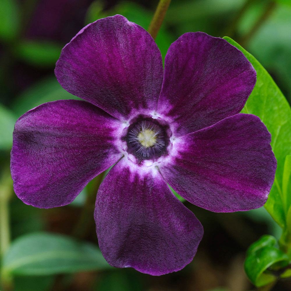 Saschiu cu frunza mica, tarator, vesnic verde cu flori purpurii-burgundiu (Vinca Minor Atropurpurea)