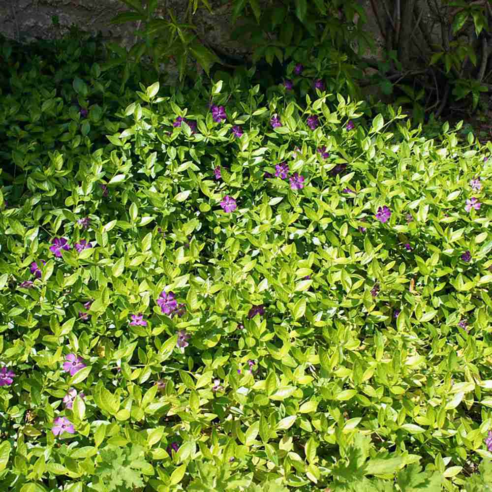 Saschiu cu frunza mica, tarator, vesnic verde cu flori purpurii-burgundiu (Vinca Minor Atropurpurea)