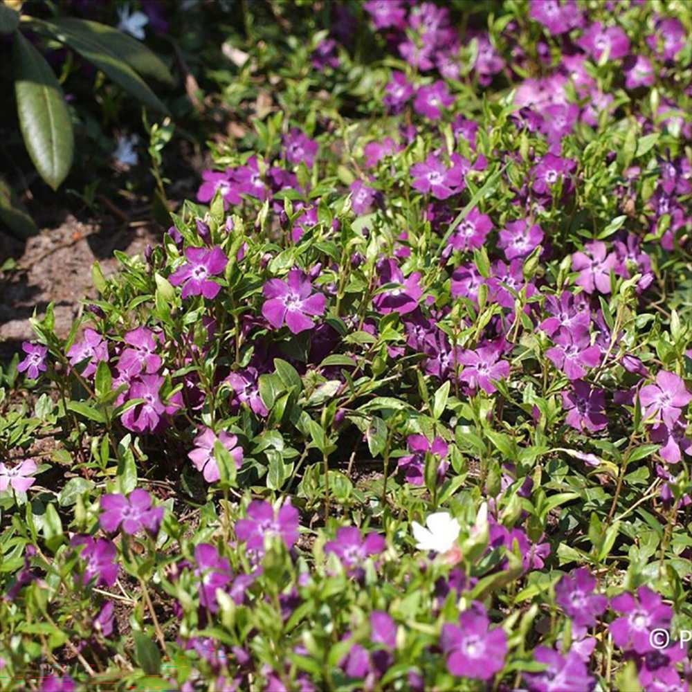 Saschiu cu frunza mica, tarator, vesnic verde cu flori purpurii-burgundiu (Vinca Minor Atropurpurea)
