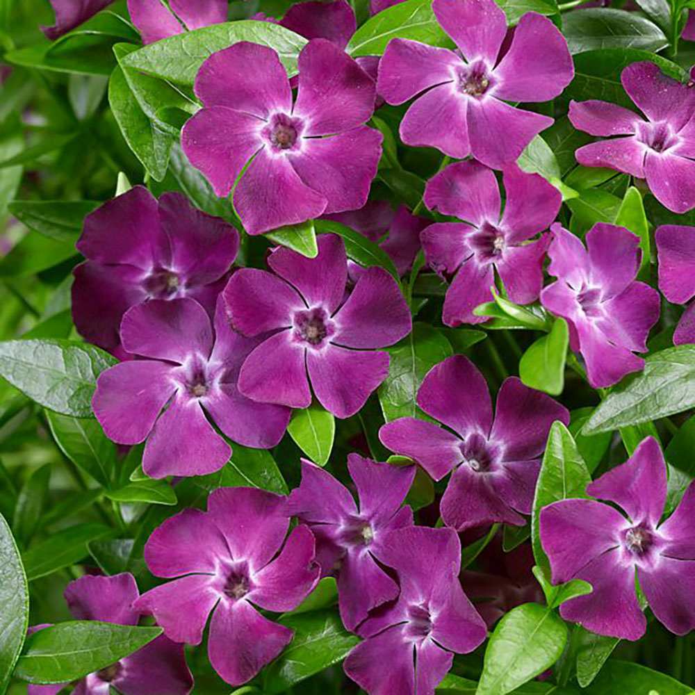 Saschiu cu frunza mica, tarator, vesnic verde cu flori purpurii-burgundiu (Vinca Minor Atropurpurea)