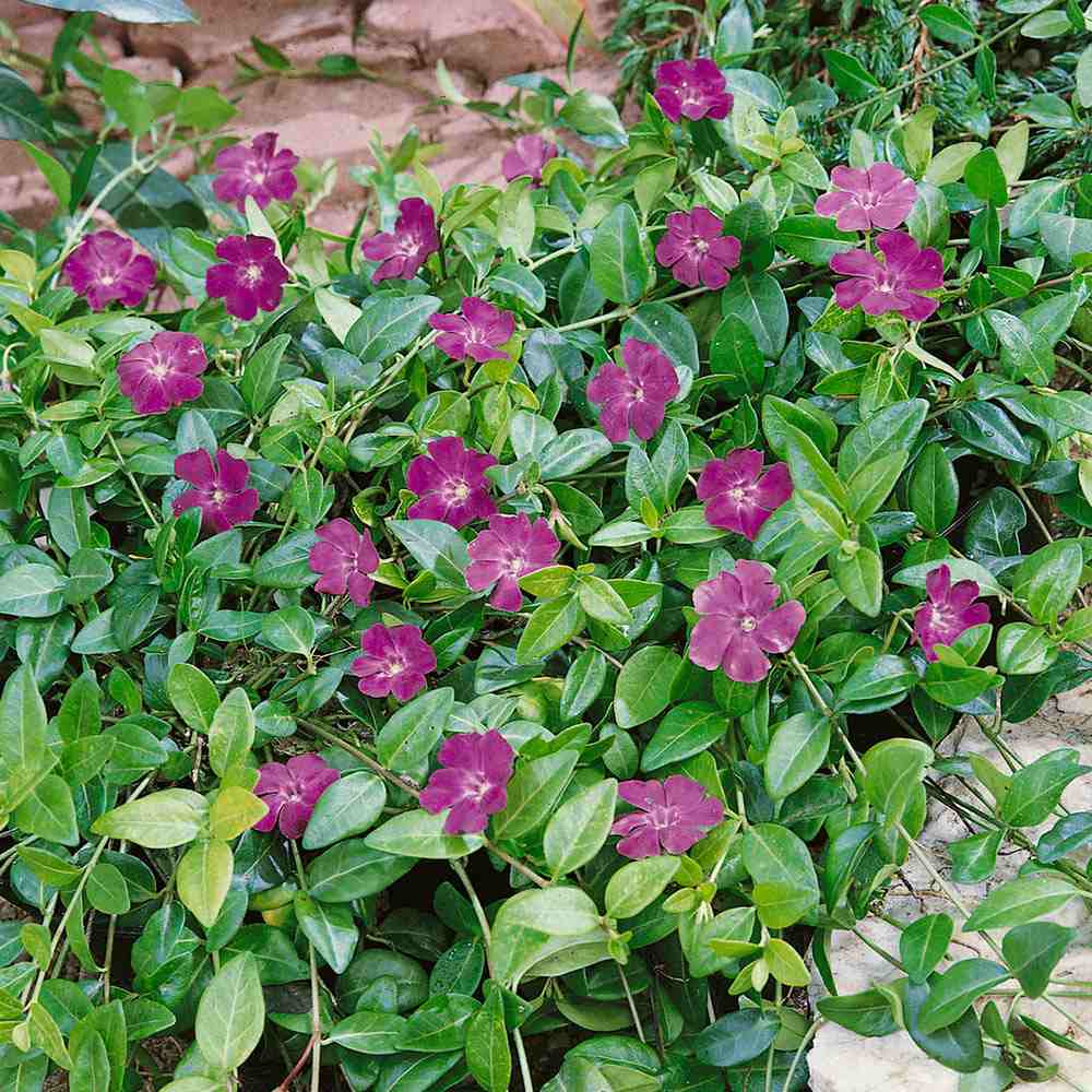 Saschiu cu frunza mica, tarator, vesnic verde cu flori purpurii-burgundiu (Vinca Minor Atropurpurea)