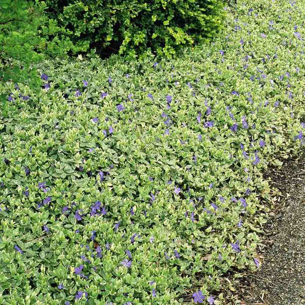 Saschiu Pestrita cu frunza mica, tarator, vesnic verde cu flori albastre-mov (Vinca Variegata)