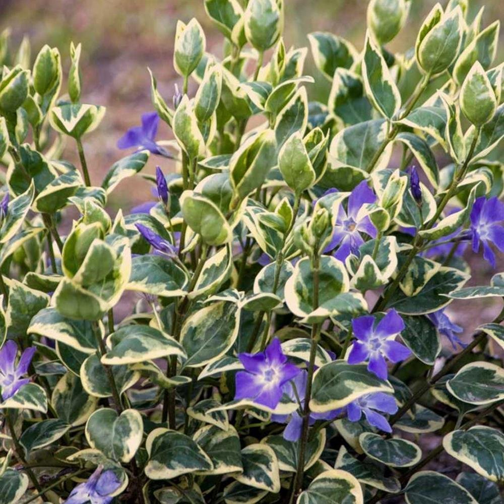Saschiu Pestrita cu frunza mica, tarator, vesnic verde cu flori albastre-mov (Vinca Variegata)