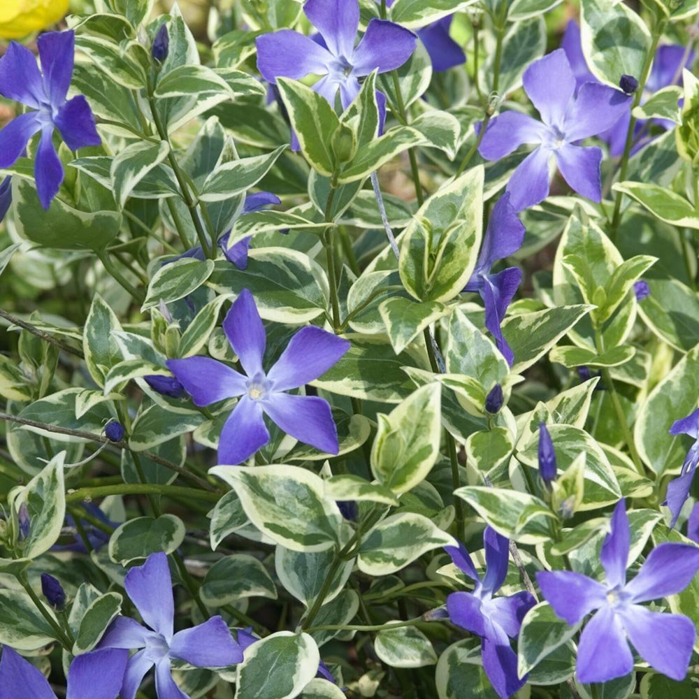 Saschiu Pestrita cu frunza mica, tarator, vesnic verde cu flori albastre-mov (Vinca Variegata)