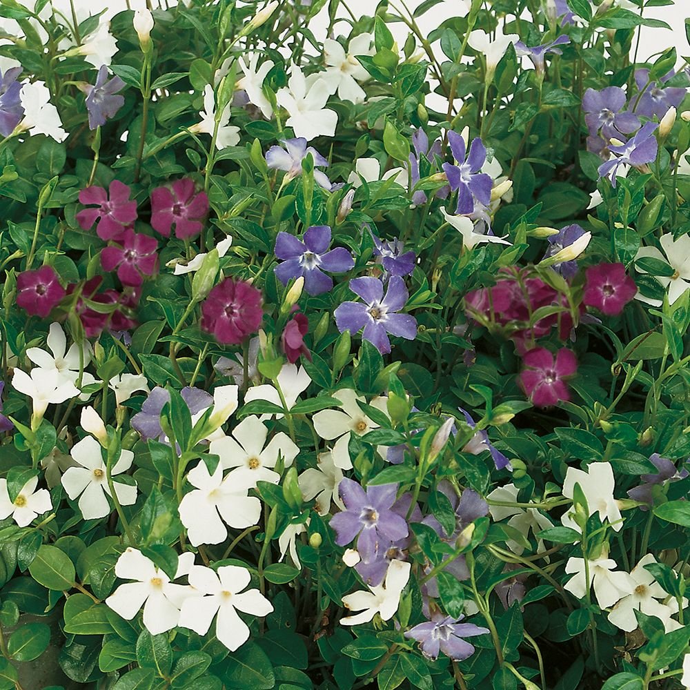 Saschiu Tricolor cu frunza mica, tarator, vesnic verde cu flori purpurii-alb-mov (Vinca Minor)