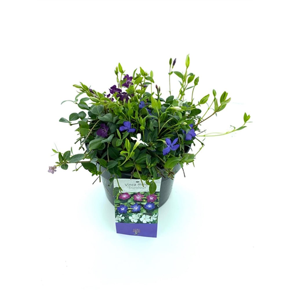 Saschiu Tricolor cu frunza mica, tarator, vesnic verde cu flori purpurii-alb-mov (Vinca Minor)