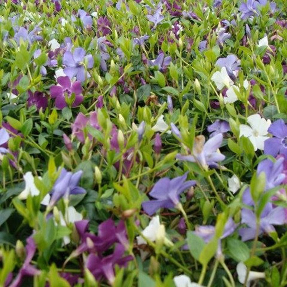 Saschiu Tricolor cu frunza mica, tarator, vesnic verde cu flori purpurii-alb-mov (Vinca Minor)