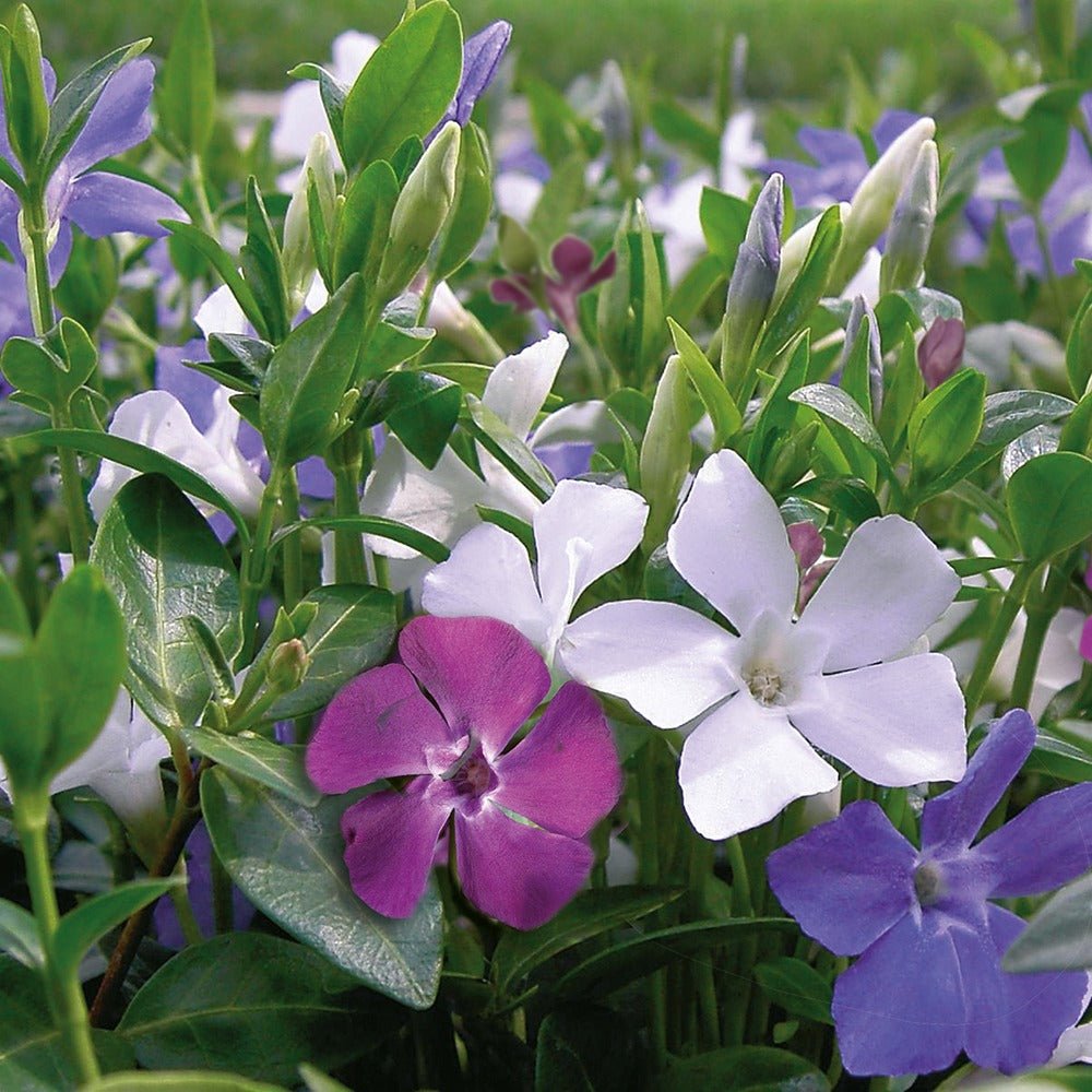 Saschiu Tricolor cu frunza mica, tarator, vesnic verde cu flori purpurii-alb-mov (Vinca Minor)