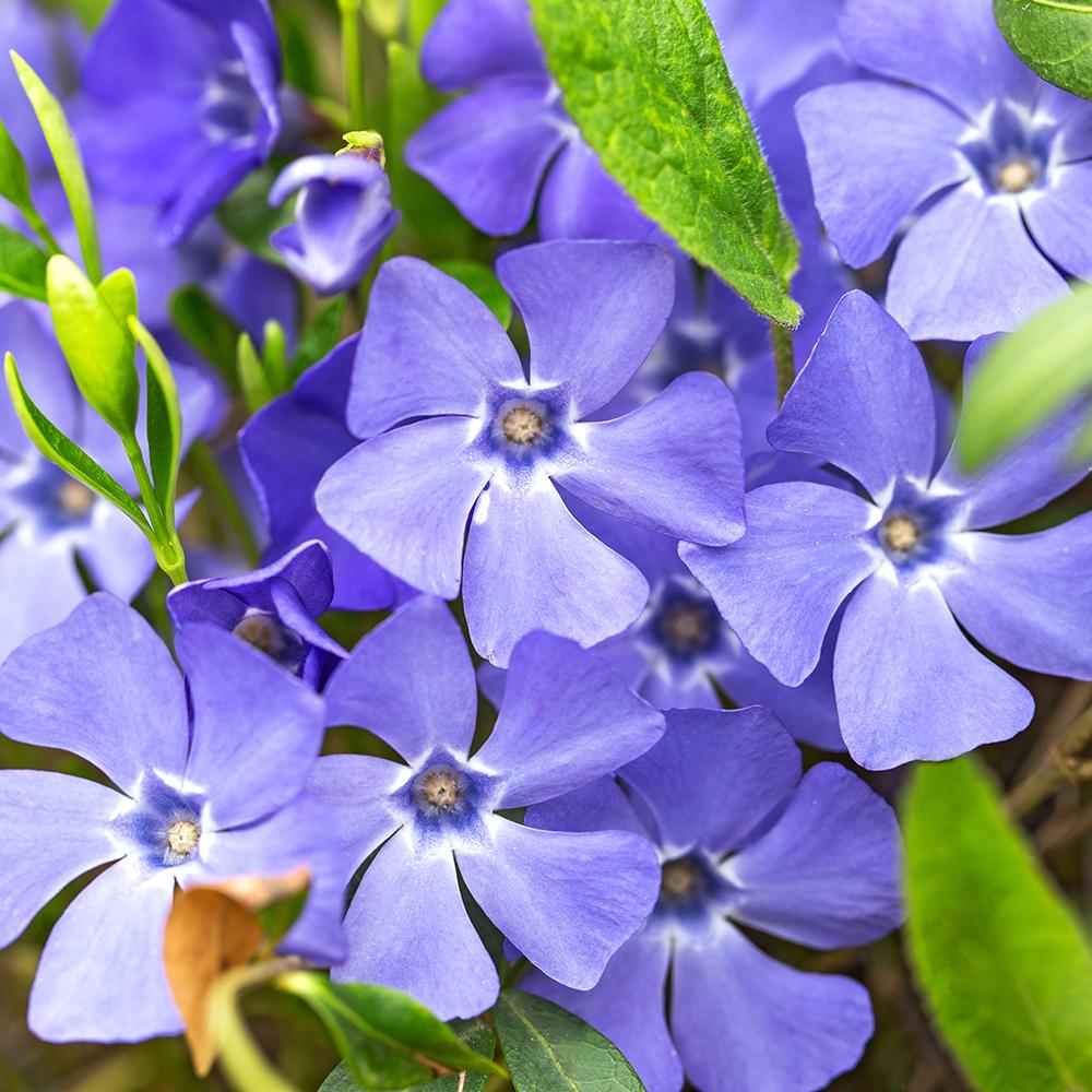 Saschiu cu frunza mica, tarator, vesnic verde cu flori albastre-mov (Vinca Minor)