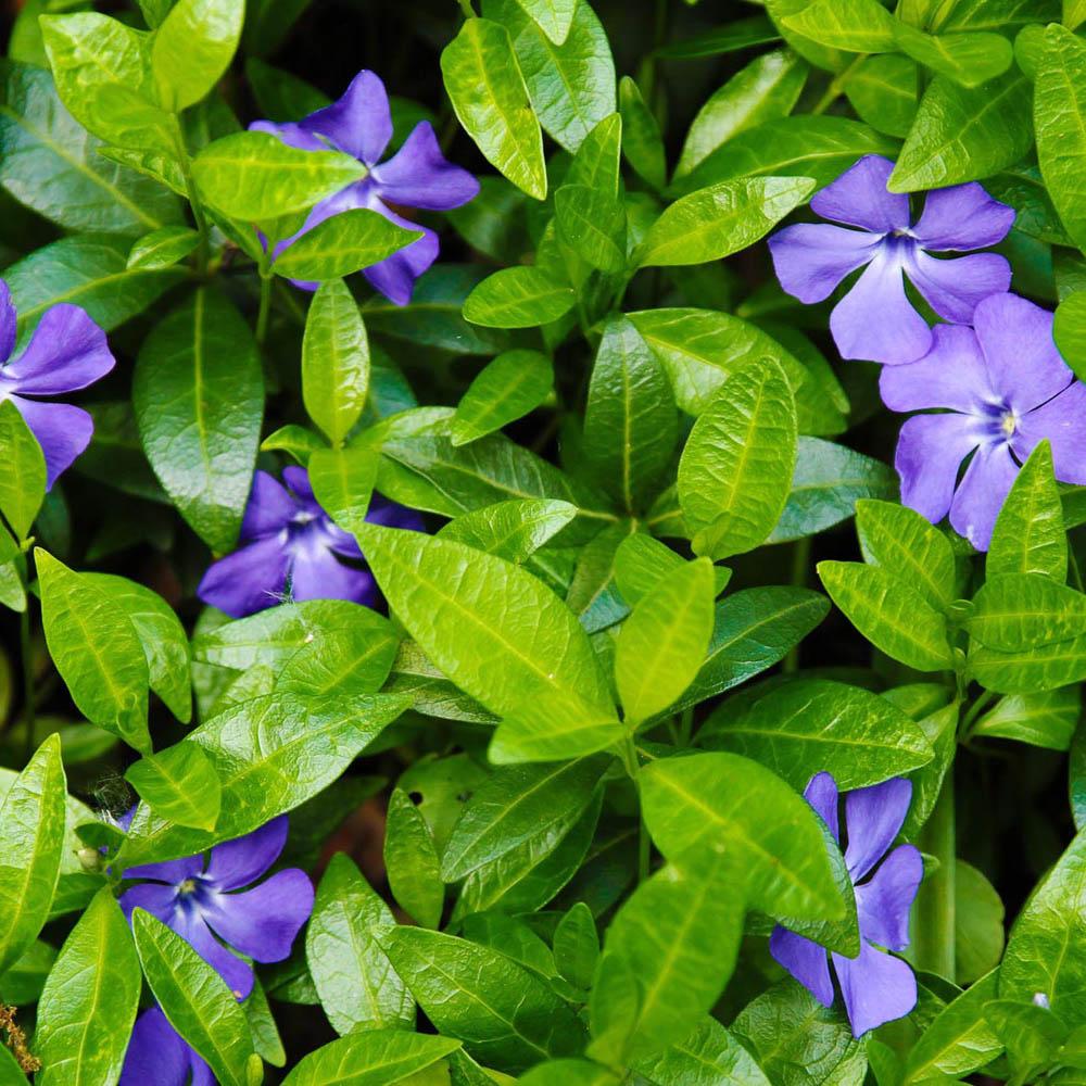 Saschiu cu frunza mica, tarator, vesnic verde cu flori albastre-mov (Vinca Minor)