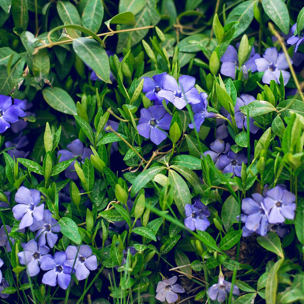Saschiu cu frunza mica, tarator, vesnic verde cu flori albastre-mov (Vinca Minor)