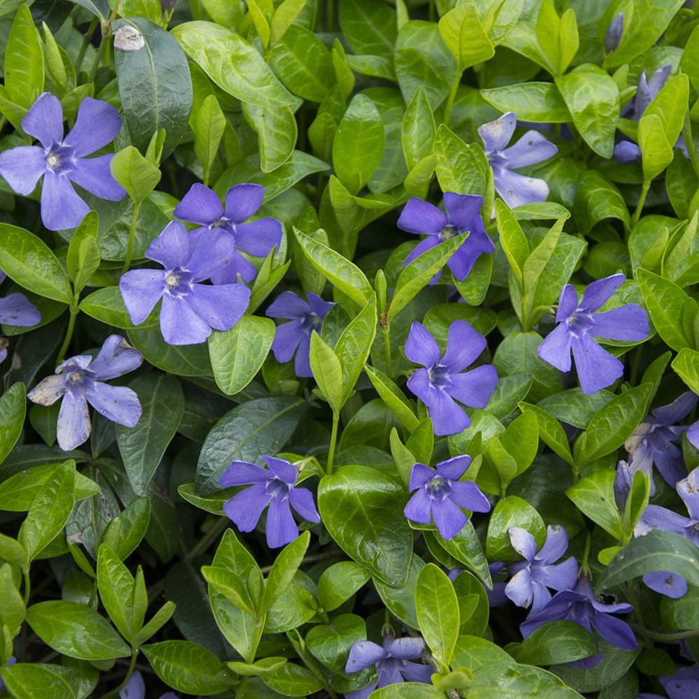 Saschiu cu frunza mica, tarator, vesnic verde cu flori albastre-mov (Vinca Minor)