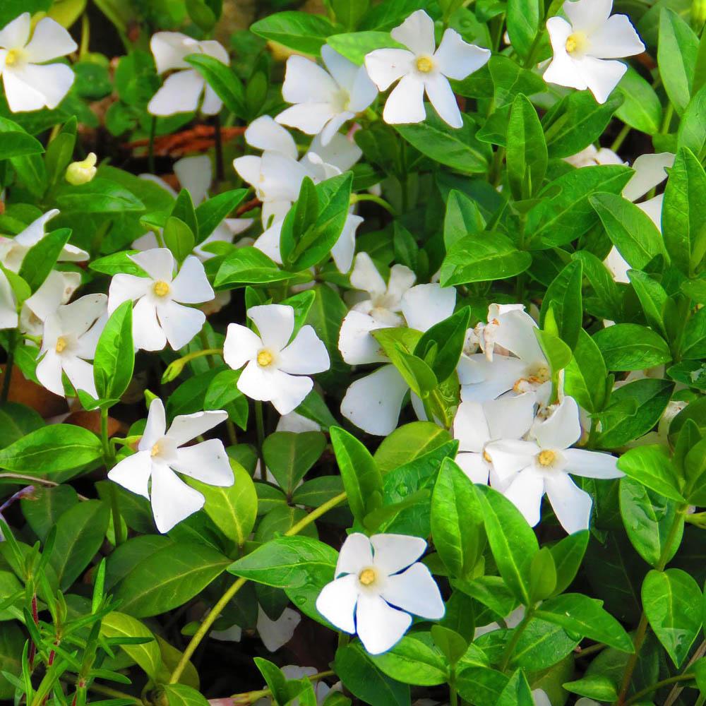 Saschiu cu frunza mica, tarator, vesnic verde cu flori albe (Vinca Minor)