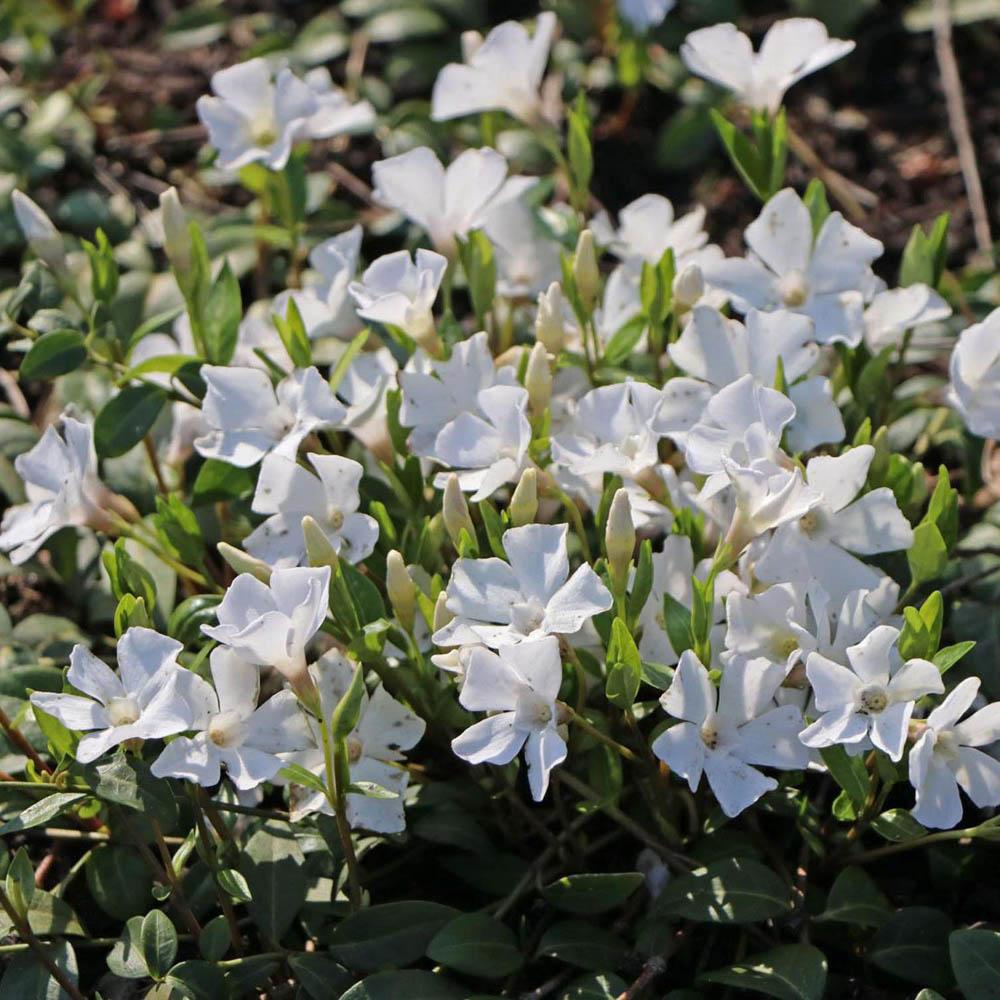 Saschiu cu frunza mica, tarator, vesnic verde cu flori albe (Vinca Minor)