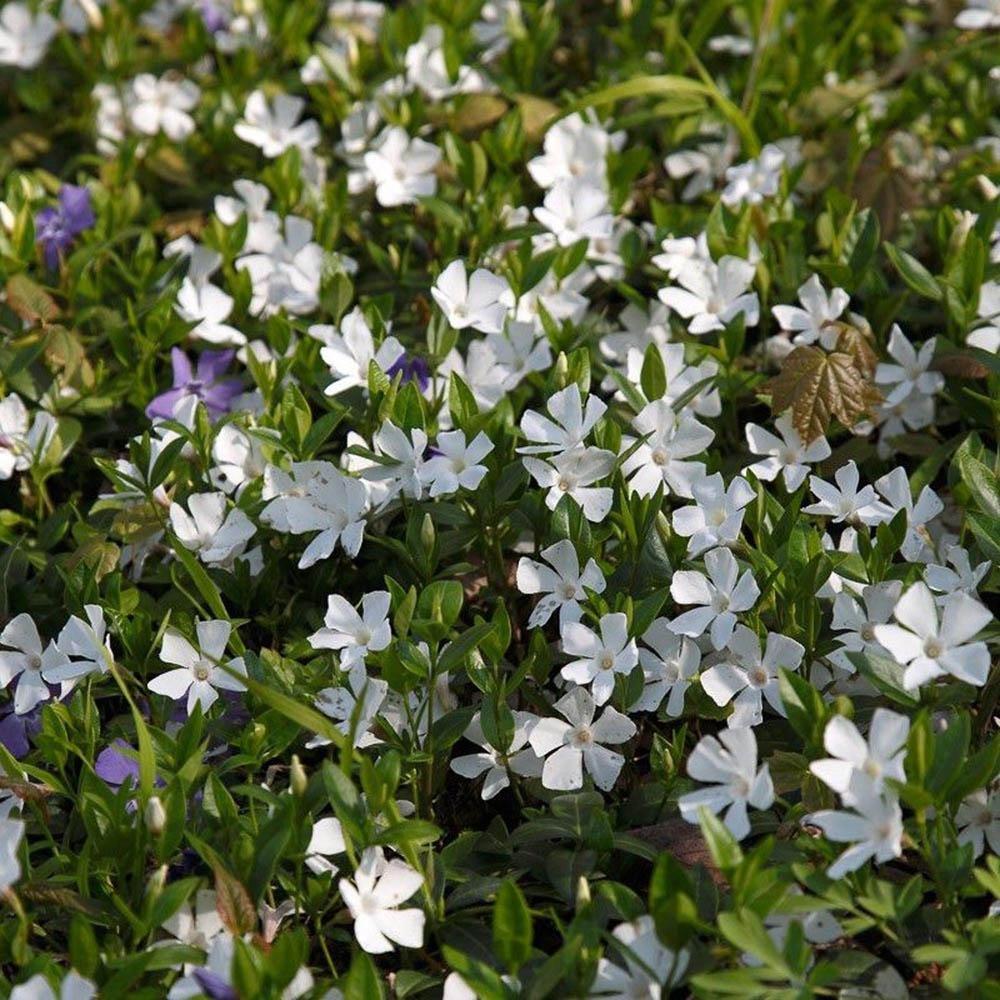 Saschiu cu frunza mica, tarator, vesnic verde cu flori albe (Vinca Minor)