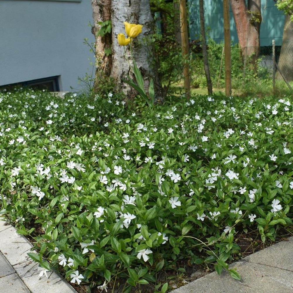 Saschiu cu frunza mica, tarator, vesnic verde cu flori albe (Vinca Minor)