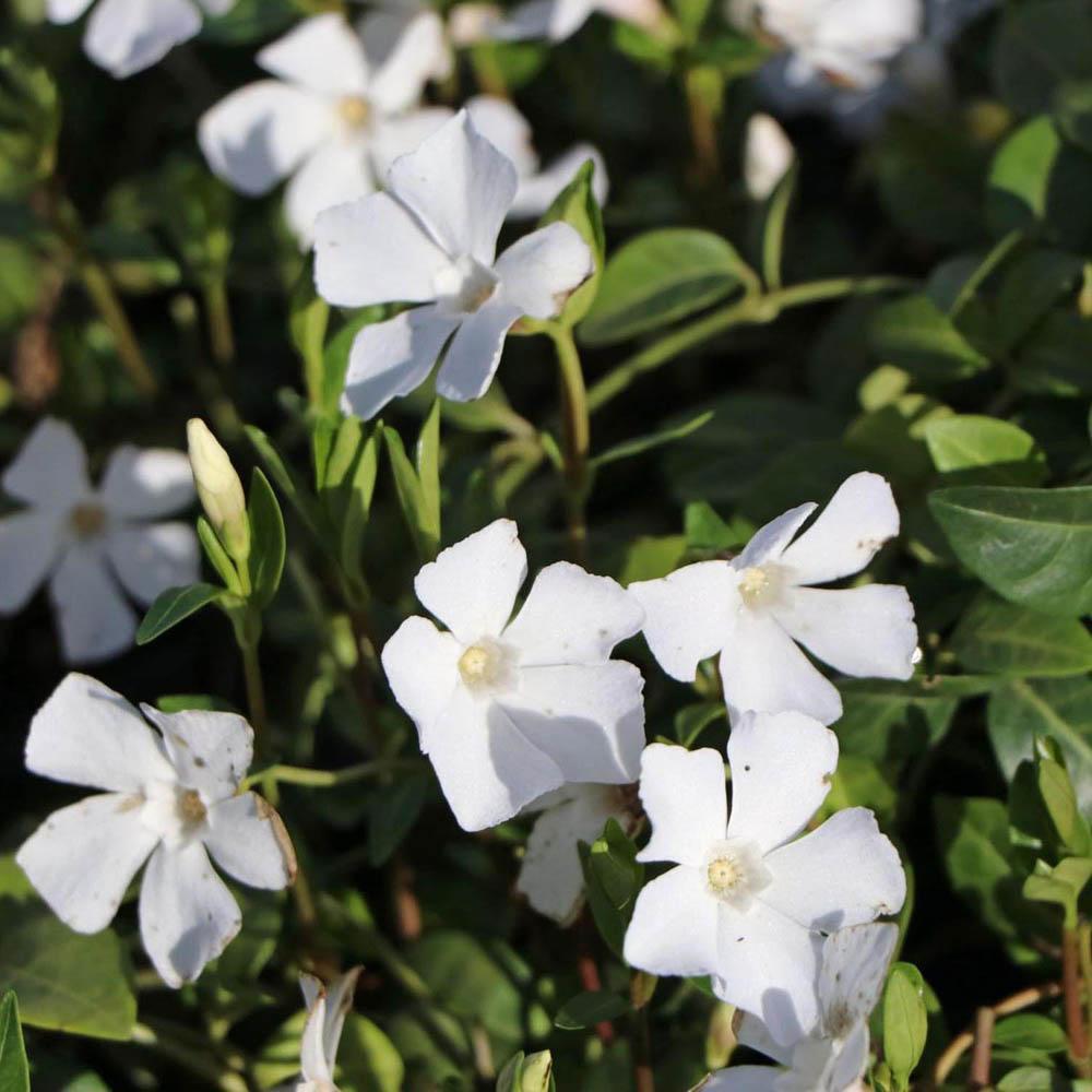 Saschiu cu frunza mica, tarator, vesnic verde cu flori albe (Vinca Minor)