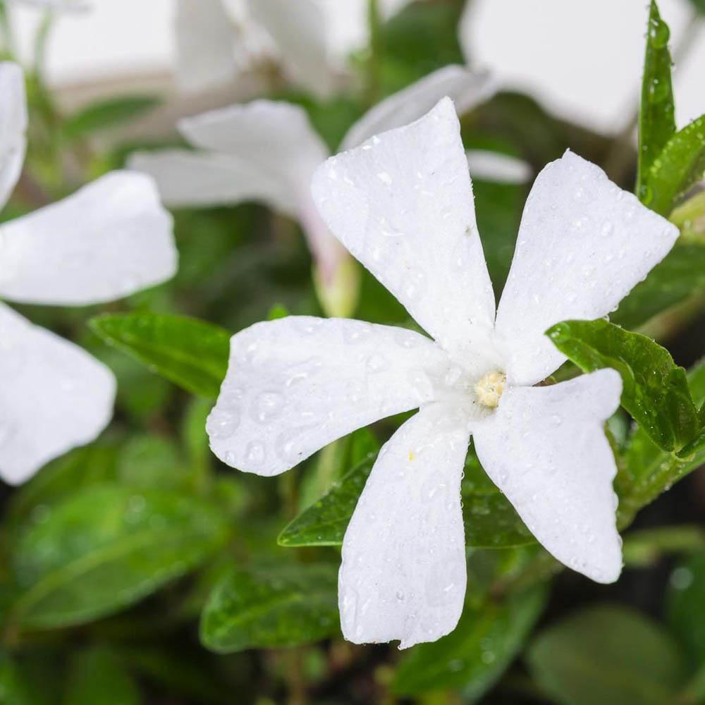 Saschiu cu frunza mica, tarator, vesnic verde cu flori albe (Vinca Minor)