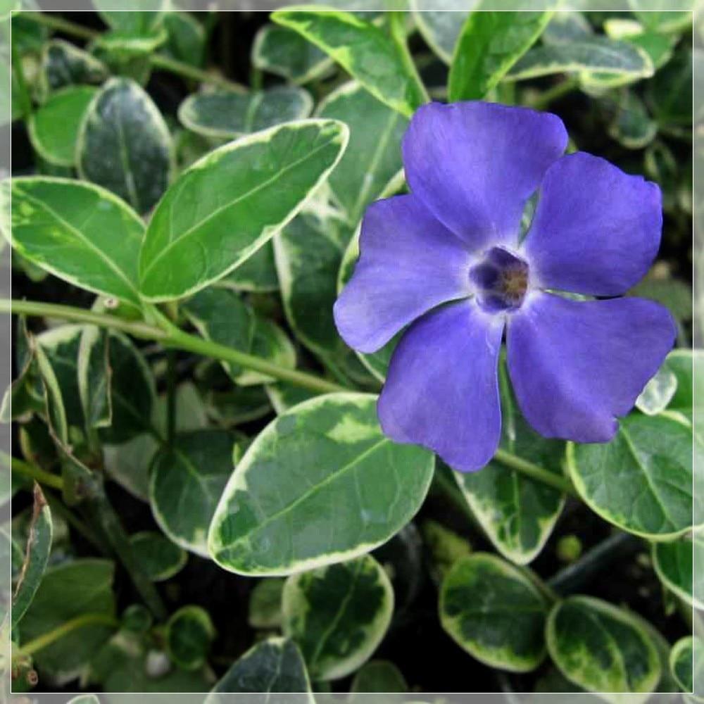 Saschiu Pestrita cu frunza mica, tarator, vesnic verde, cu flori argintii-verzi (Vinca Minor)