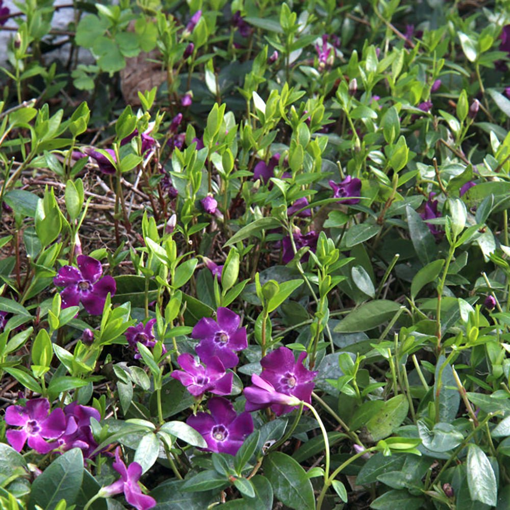 Saschiu cu frunza mica, tarator, vesnic verde cu flori purpurii-burgundiu (Vinca Minor Atropurpurea)