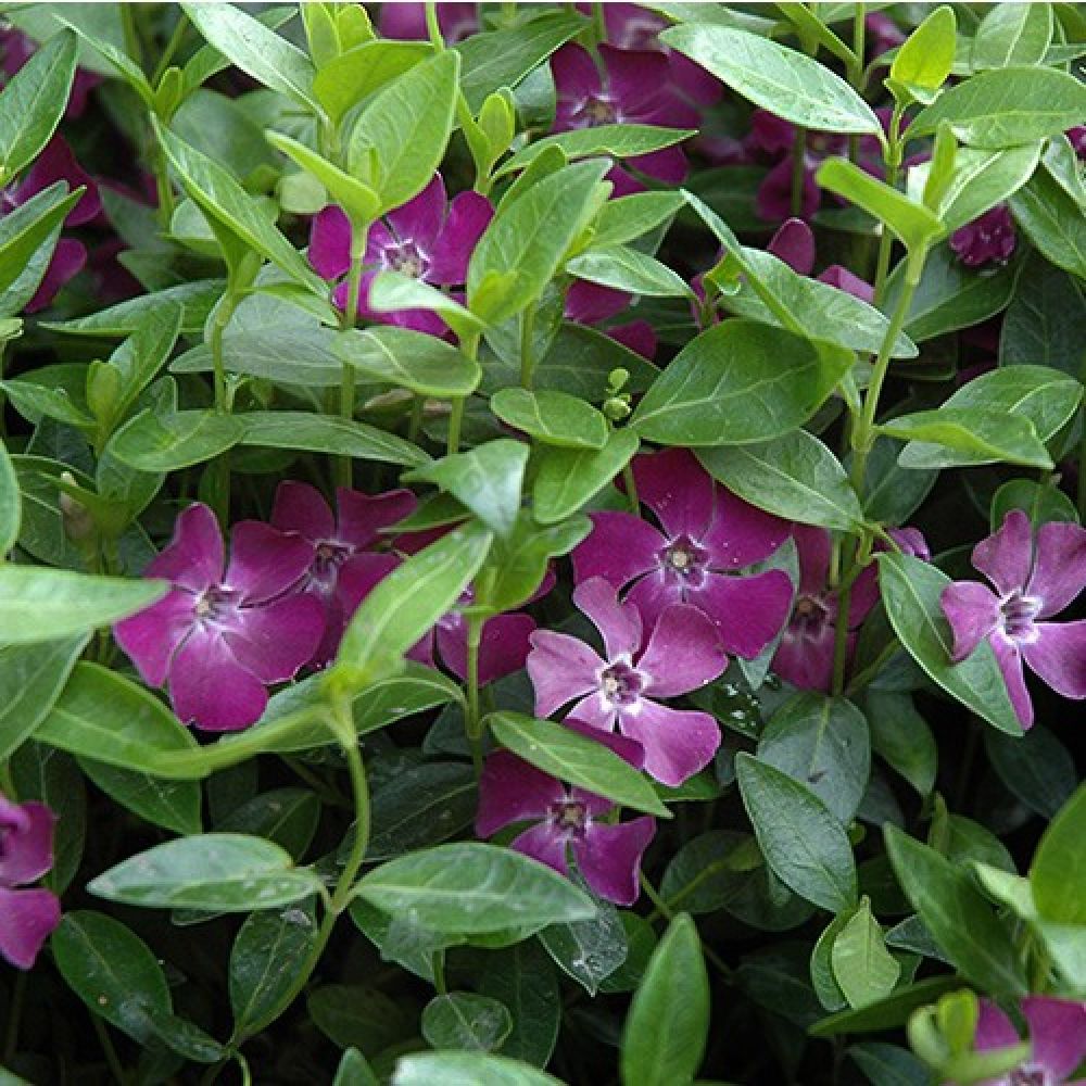 Saschiu cu frunza mica, tarator, vesnic verde cu flori purpurii-burgundiu (Vinca Minor Atropurpurea)
