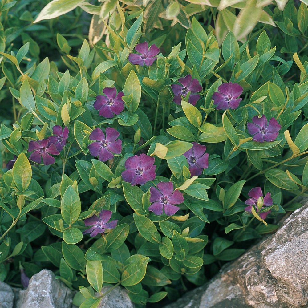 Saschiu cu frunza mica, tarator, vesnic verde cu flori purpurii-burgundiu (Vinca Minor Atropurpurea)