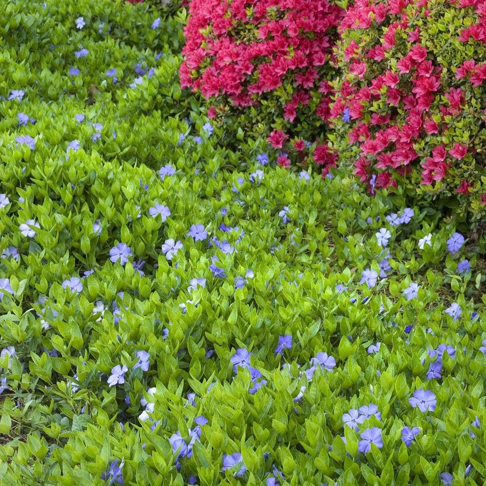 Saschiu (Vinca Minor) Bowles