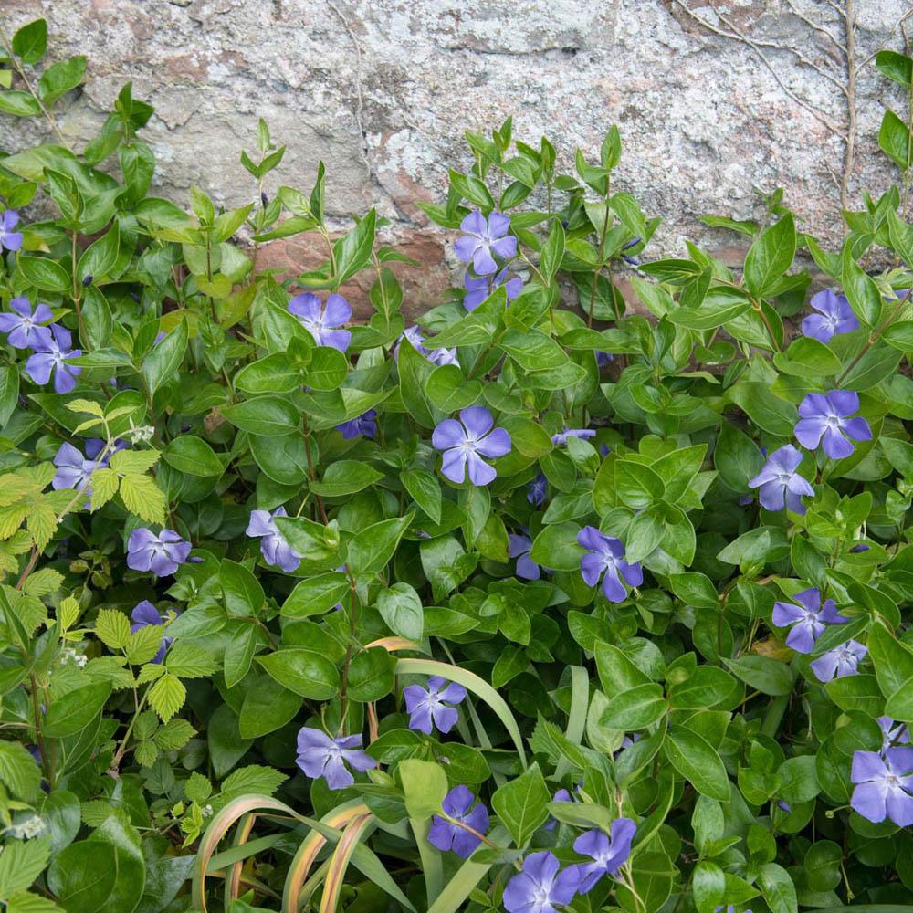 Saschiu (Vinca Minor) Bowles