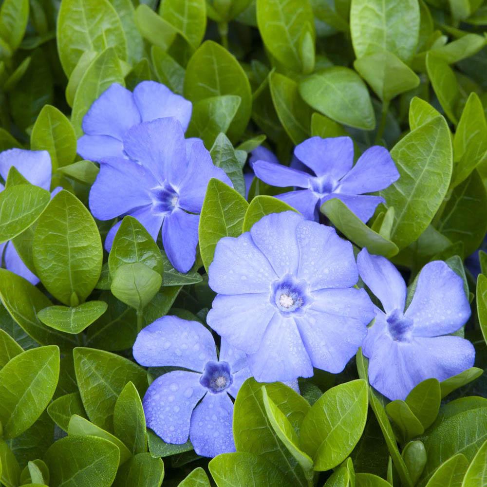 Saschiu (Vinca Minor) Bowles