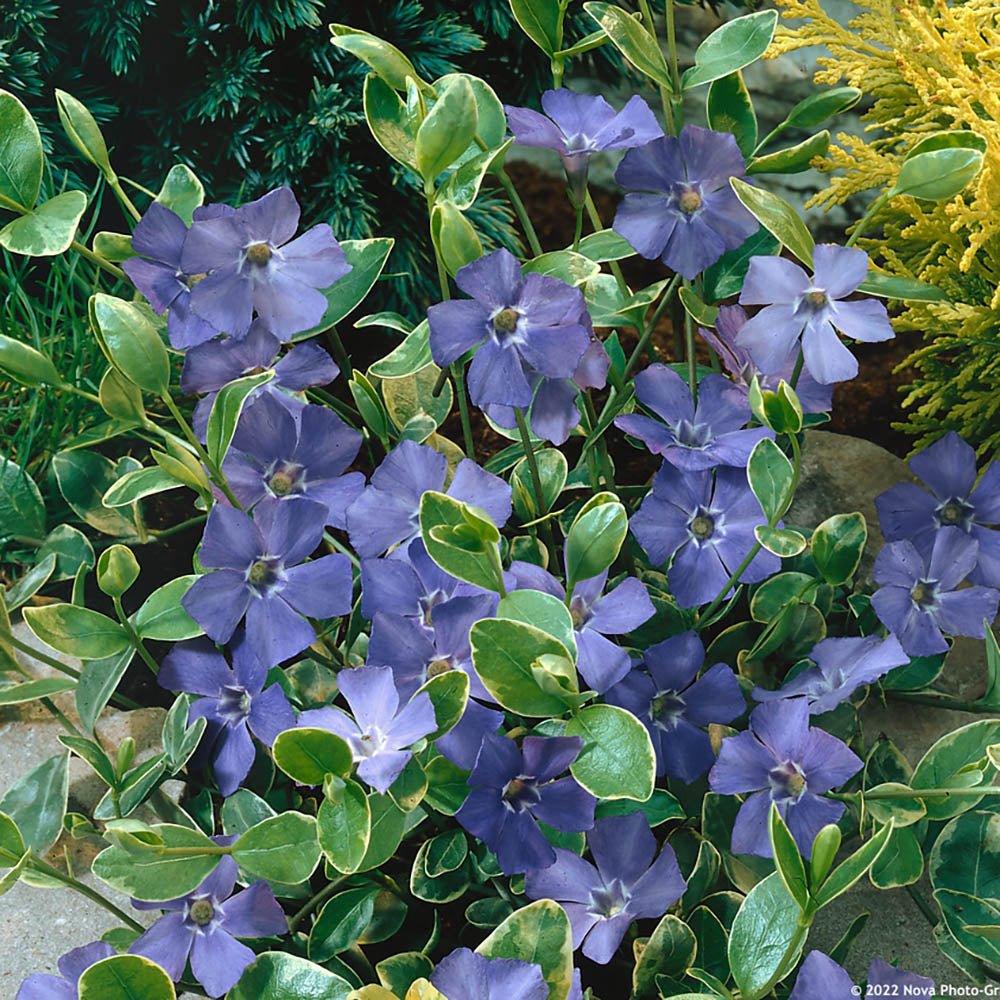 Saschiu cu frunza mica, tarator, vesnic verde cu flori albastre-mov (Vinca Minor)