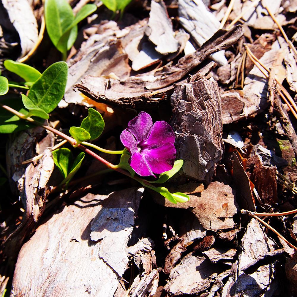 Saschiu (Vinca Minor) Rosu