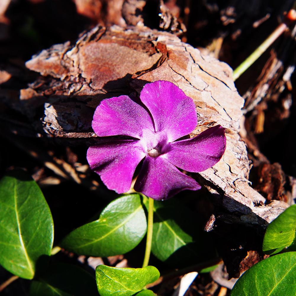 Saschiu (Vinca Minor) Rosu