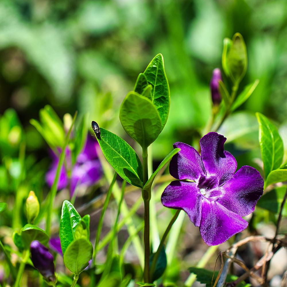 Saschiu (Vinca Minor) Rosu